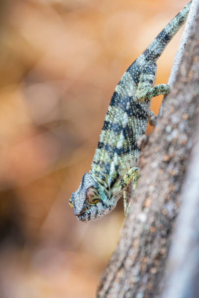istock Chameleon portrait - Panther chameleon (Furcifer pardalis) - In the forest, black and red colors. 1387683046