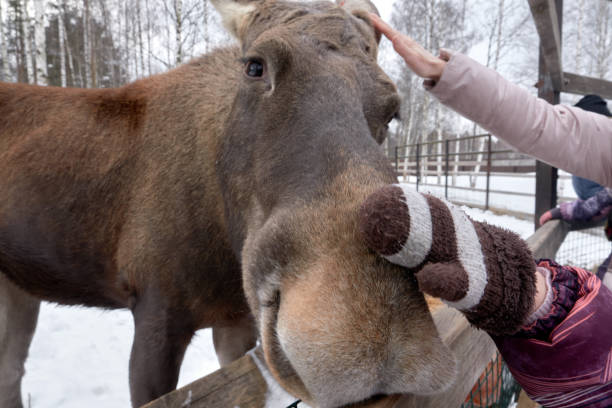 istock Moose in the reserve in winter. 1387685236