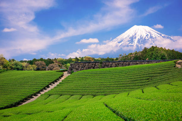 Mt. Fuji and Tea Fields Fuji, Japan at Mt. Fuji and tea fields. fujikawaguchiko stock pictures, royalty-free photos & images