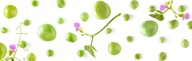falling peas on a white background. scattered peas on a light background - falling beans imagens e fotografias de stock