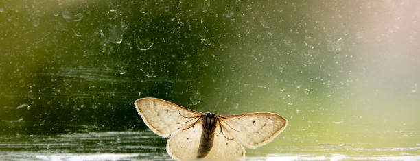 istock Night butterfly on the window looks inside 1387692201