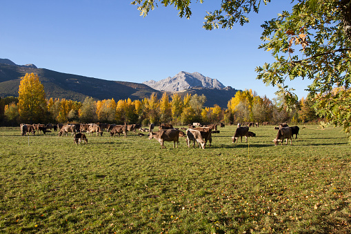 Brown cows grazing on meadow surrounded by autumnal grove and mountains in the background. Surrounded by electric shepherd wire - Brown or brown cows grazing in meadow surrounded by autumn groves and mountains in the background. Fenced by electric shepherd wire