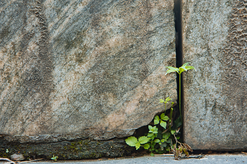 Plants sprouting in stones