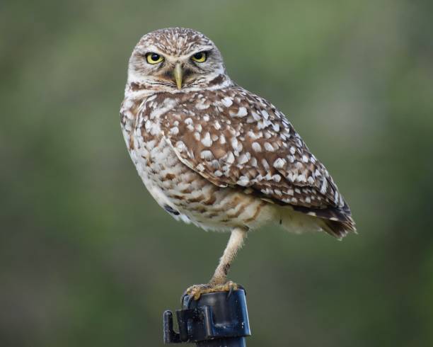 istock Burrowing Owl adult portrait 1387694464