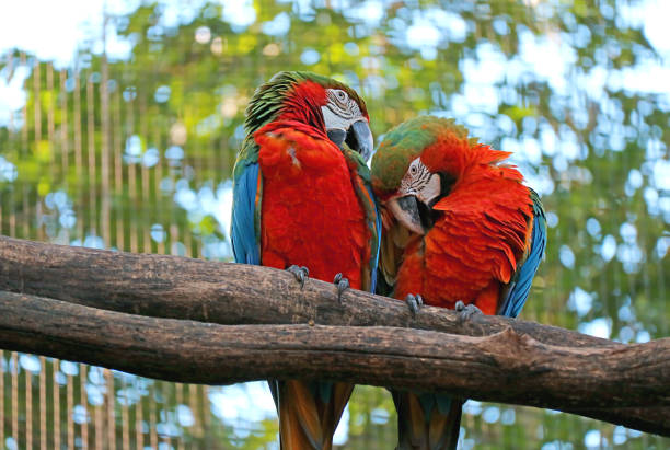 Pair of Scarlet Macaw preening side by side on the tree, Foz do Iguacu, Brazil, South America Pair of Scarlet Macaw preening side by side on the tree, Foz do Iguacu, Brazil, South America preening stock pictures, royalty-free photos & images