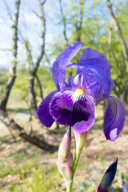 Detail of purple Iris flower in bloom, known as bearded iris, Iris Germanica