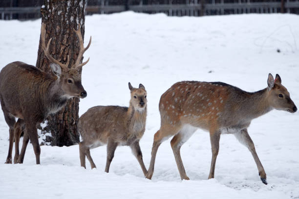istock Spotted deer in the reserve in winter. 1387696215