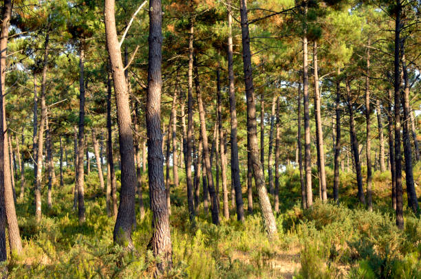 istock trees and moorland forest 1387696222