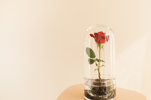 Elegant Single Red Rose Standing Upright in an Enclosed Glass Dome