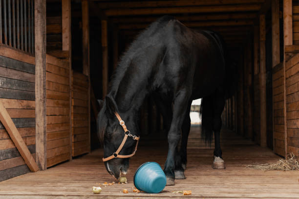 istock Black horse standing in stable and eating apples. 1387697419
