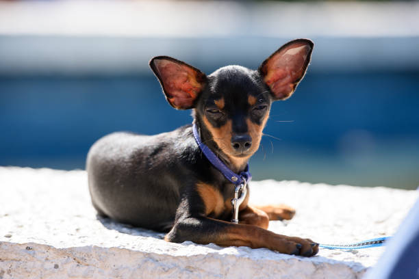 The Prague Ratter dog breed squinted as it lay on the sunlit parapet. The Prague Ratter dog breed squinted as it lay on the sunlit parapet. pražský krysařík stock pictures, royalty-free photos & images