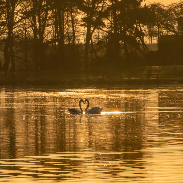 istock Swans on the lake at dawn 1387699388