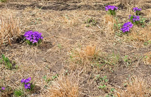 Photo of First spring flowers. Crocus vernus (Spring Crocus, Giant Crocus) among last year dry grass in High Line park. New York City
