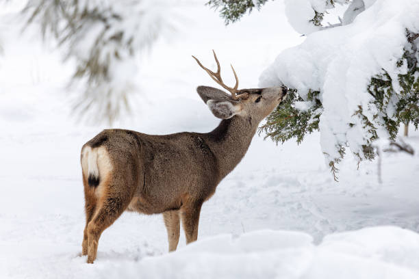 눈이 있는 숲에서 노새 사슴 벅 - mule deer 뉴스 사진 이미지