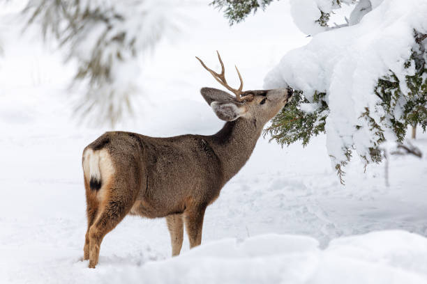 Mule Deer buck in a forest with snow A Mule Deer buck eating from a tree in a forest with winter snow in Grand Canyon National Park, Arizona. mule deer stock pictures, royalty-free photos & images