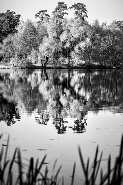 Lonely Tree in black and white in the flooded Tonle Sap lake in Cambodia.