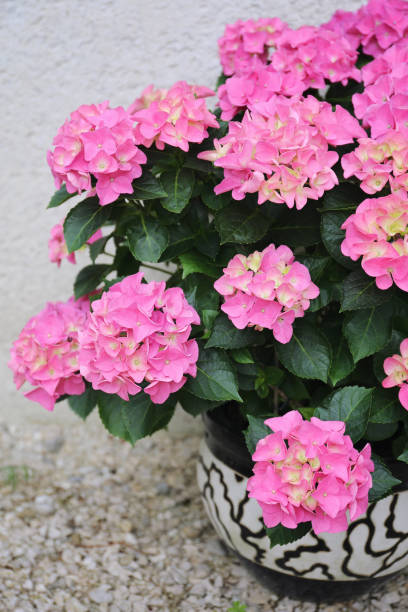 istock Bush of pink blooming hydrangea in pot 1387700775