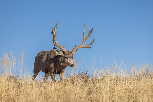 a buck mule deer during the rut in Colorado in autumn
