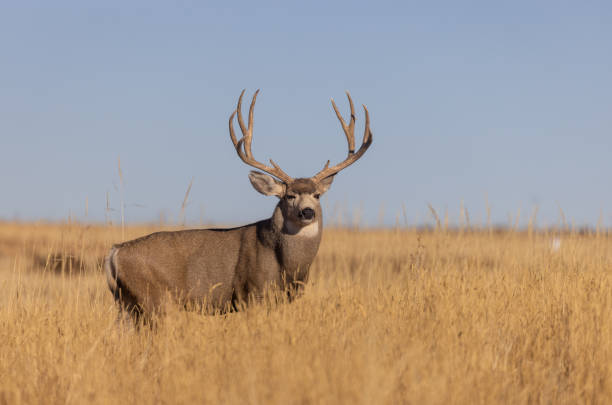 istock Buck Mule Deer in Autumn in Colorado 1387701671
