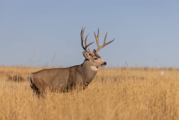 istock Buck Mule Deer in Autumn in Colorado 1387701826
