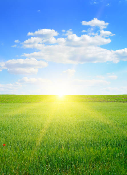 istock Wheat field and blue sky with sun. Vertical photo. 1387701863
