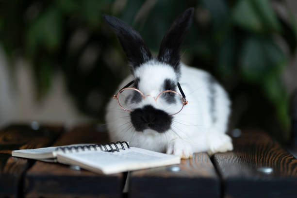 istock Smart rabbit with glasses reading a book on a wooden surface 1387701970