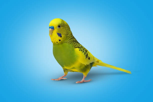 istock Lime yellow wavy parrot on blue background 1387701993