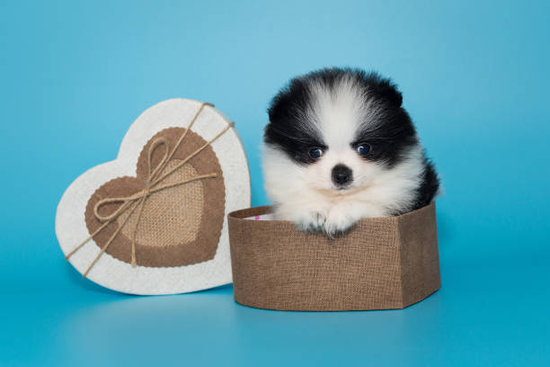 Small pomeranian puppy in a heart-shaped gift box stock photo
