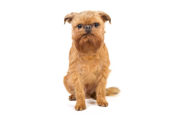 istock Red puppy of the Brussels Griffon 1387703049