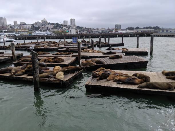 istock Fisherman's Warf Sea Lions 1387703968