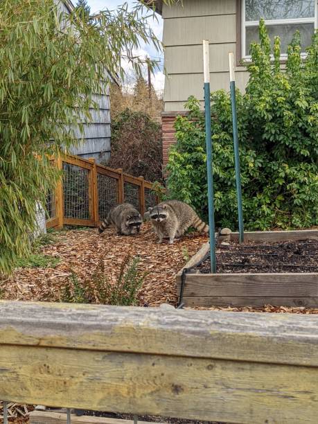 istock Raccoons out in the day time 1387704053