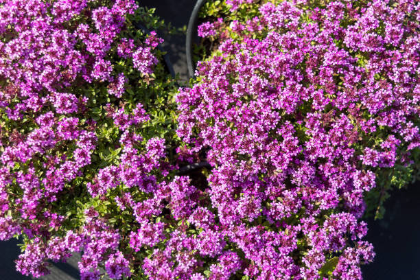 почвопокровник thymus praecox "coccineus" в горшке. розовый фиолетовый цветок. - wilderness area close up leaf plant стоковые фото и изображения