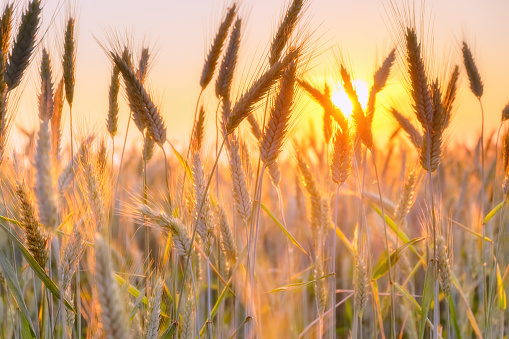 Spikes of ripe wheat in sun close-up with soft focus. Beautiful cereals field in nature on sunset, shining sunlight.