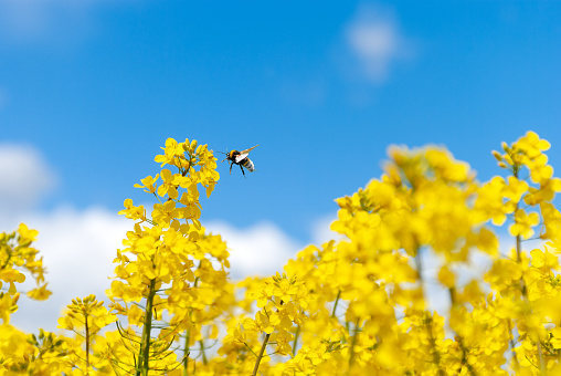 Yellow rapeseed flowers close-up and a flying bumblebee macro against a blue sky with clouds in the rays of sunlight with copy space on nature in spring, panoramic view.