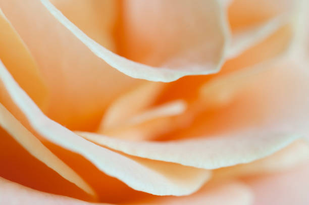 istock Rose flower fragment, macro shot 1387706844