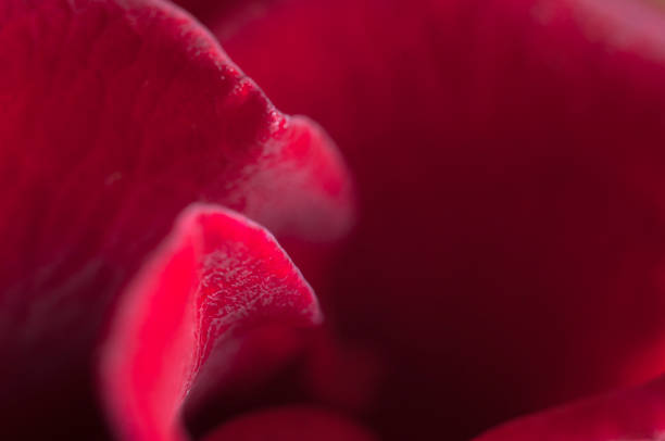 istock Rose flower fragment, macro shot 1387706891