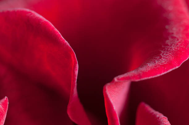 Rose flower fragment, macro shot, local focus