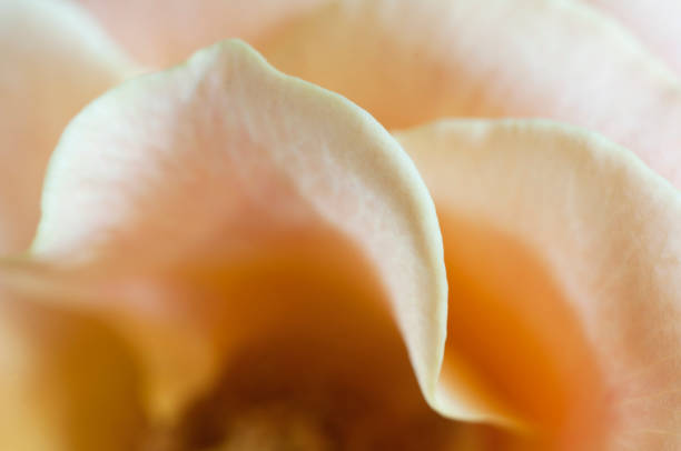 Rose flower fragment, macro shot, local focus