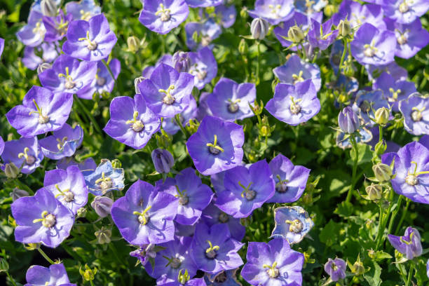 fleurs bleus bleus de campanula carpatica « samantha ». - campanule canterbury photos et images de collection