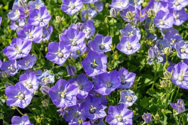 Blue blue flowers of Campanula Carpatica "Samantha". Photo for the catalog of plants of the garden center or plant nursery. Sale of green space. Close-up"n