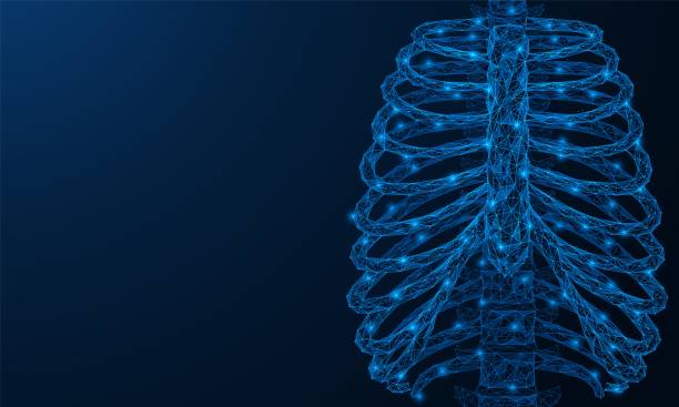Bones of the chest. Bones of the chest. Ribs of the human skeleton. Front view. Polygonal design of interconnected lines and points. Blue background. sternum stock illustrations