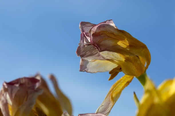 fading tulpan flower close-up against blue background