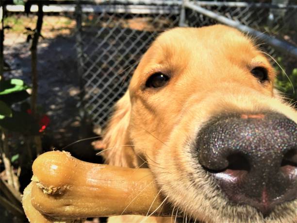 istock Dog's nose upclose 1387710299