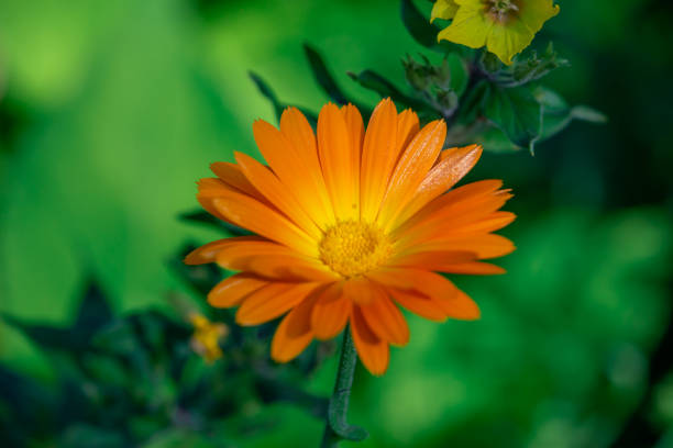 istock Orange calendula flower in summer day macro photography. 1387711249