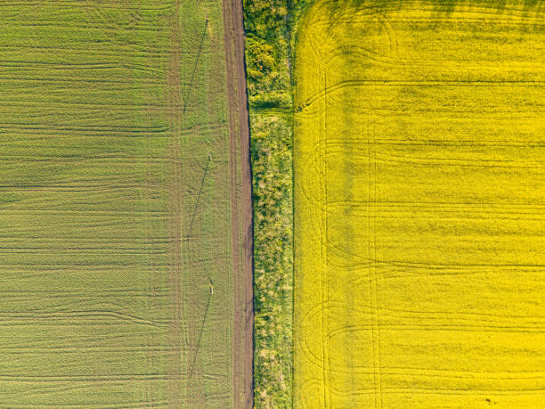 istock Top view of rape field and green field 1387711543