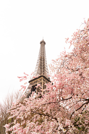 Eiffel Tower with sacura spring flowers, Paris, France