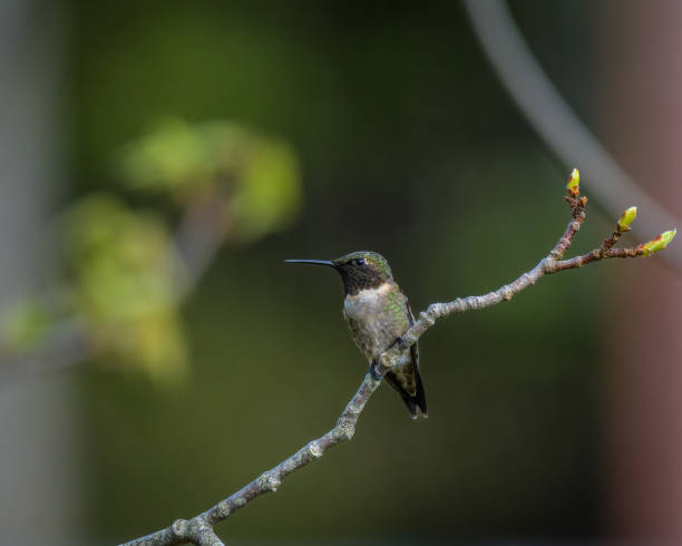 istock Hummingbird perched on a branch 1387713869