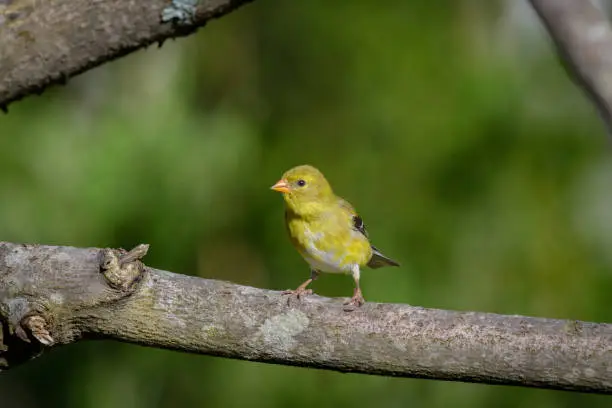 Yellow American Goldfinch on branch looking at camera with soft green background