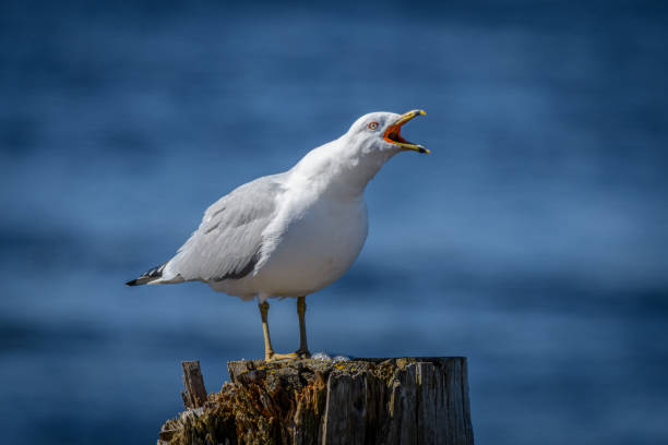 istock Seagull standing on wooden post with beak open 1387713881