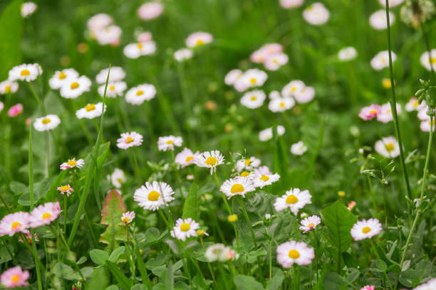 Many white and pink daisies in top view of meadow in sunny spring day. Summertime stock photo